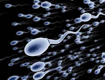 Америкалык генетиктер жасалма сперматозоиддерди иштеп чыгарышат