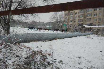 ВИДЕО+АУДИО – Бишкекте милиция жылкы кайтарып жүрөт