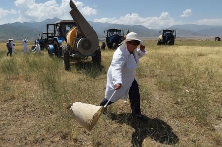 СҮРӨТ - Кыргызстанда он миңдеген гектар жерди каптаган чегиртке жок кылынды