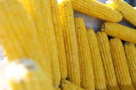 Из-за ограничений экспорта украинской кукурузы, Китай будет искать других поставщиков