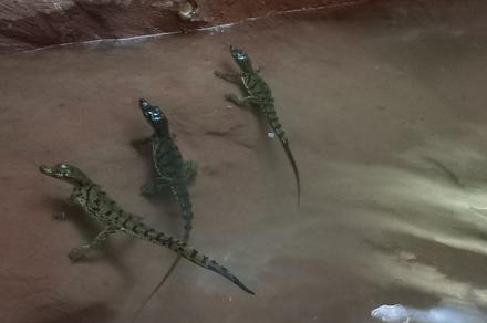 ВИДЕО - Аэропорттон крокодилдерди жана хамелеондор табылды