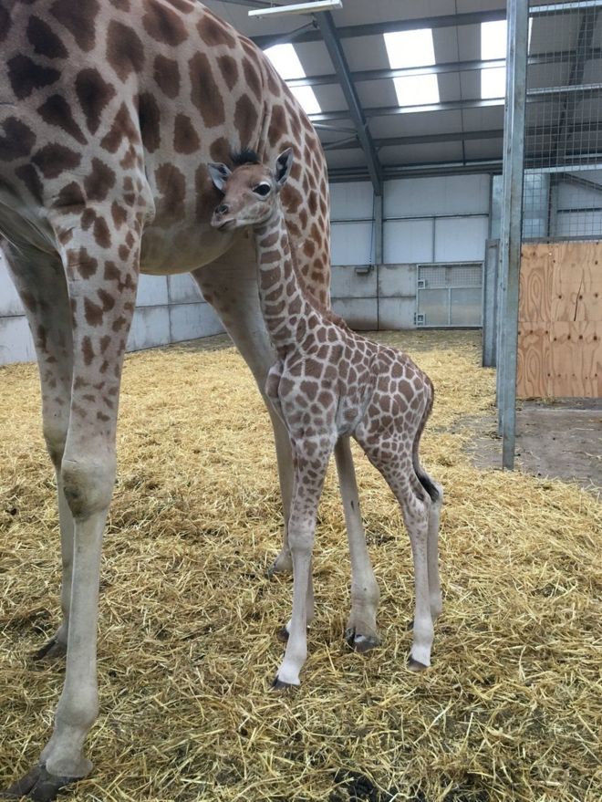 Сколько детенышей жирафа родилось за 2 года. Жираф Кордофан. Рождение жирафа. Детеныш жирафа. Жираф рождается.