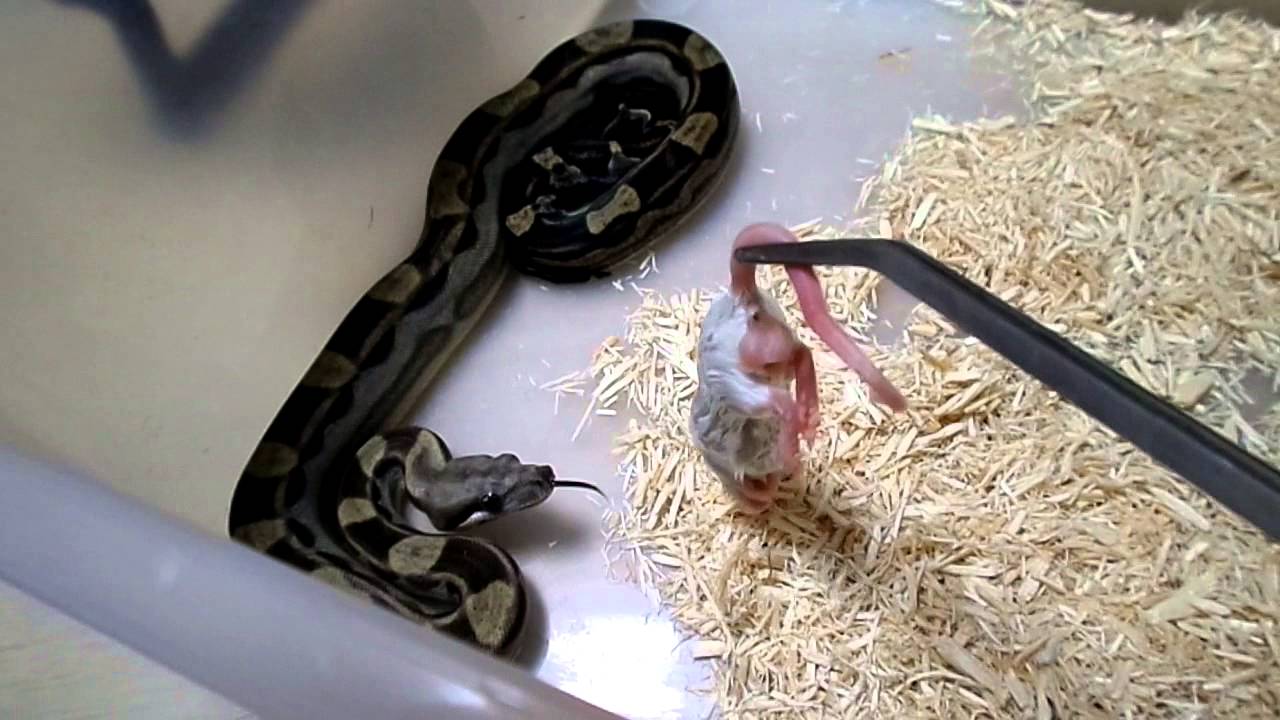 Питание змей мышами