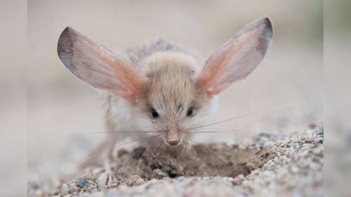 Camon. Игрушка Мышь с большими ушами и мятой