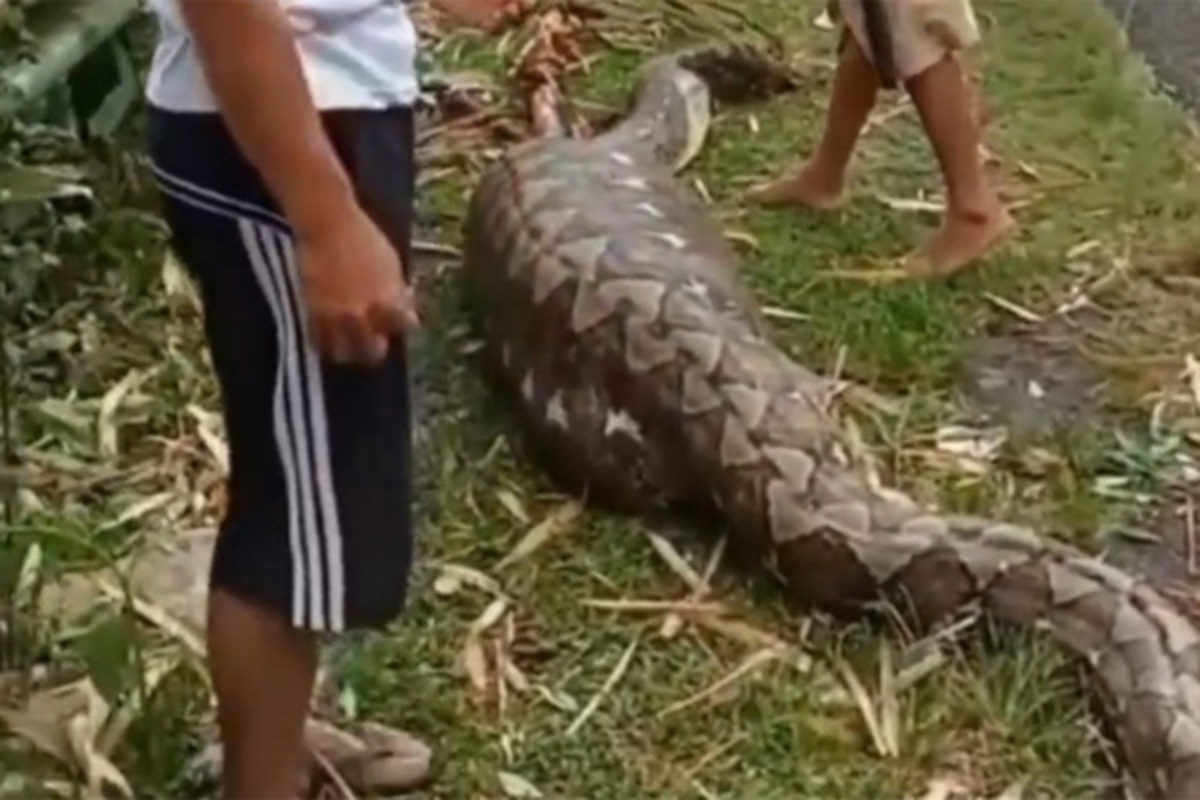 python видео