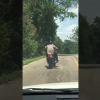 В Таиланде змея бросилась на ехавшего по дороге мотоциклиста (ВИДЕО)