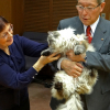 Японский губернатор рассказал об отношениях с подаренным Путиным котом
