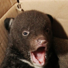 В Приморье спасли истощенного гималайского медвежонка, оставшегося без мамы