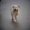 В селе Аюу собака, потерявшая щенков, не отходит от погребенного под оползнем дома