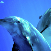 В Одессе выбросило на берег десятки мертвых дельфинов