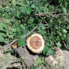 Вырубку деревьев в Бишкеке предлагают обсудить в парламенте 