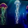 Гиннеске кирген медузалардын коллекциясы