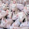 В Чехии впервые обнаружили африканскую чуму свиней