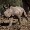 ФОТО - В WWF рассказали, что поможет сохранить северных белых носорогов