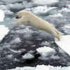НАСА: площадь льдов в Арктике достигла рекордно низких значений