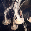 Австралияда массалык түрдө медузалар эс алуучуларды чакты