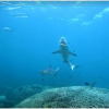 Австралияда акула кишиге кол салды