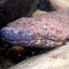 Окумуштуулар дүйнөдөгү эң чоң саламандраны табышты