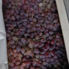 Сотрудниками ГТС при ПКР выявлен факт незаконного ввоза  винограда на сумму 780 000 сом