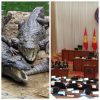 Кыргыз саясатчылары крокодилдерге караганда коркунучтуу