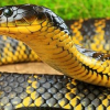 Ученые узнали, когда змеи потеряли ноги