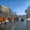 ВИДЕО-Бишкекте оттоп жүргөн жылкылардын ээси чиновникпи?