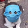 У кошек в Ухане обнаружили коронавирус
