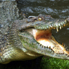 Угандада крокодилдер айылга кирип, жашоочуларга кол салууда