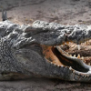 Испанияда 200 килограммдык крокодил изделүүдө