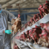 В Казахстане зафиксировали вспышку птичьего гриппа