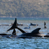 ВИДЕО - Австралияда 400дөй дельфин жээкке чыгып өлдү