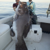 ВИДЕО - Это чудовище! Рыбаки поймали двухметрового окуня — видео