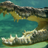8 жашар баланы крокодил атасынын көзүнчө тирүүлөй жутуп алды