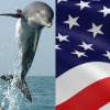АКШ душмандарына каршы дельфиндерди шпион кыла баштады