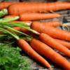 Морковный кризис: Власти объяснили почему подоражала морковка