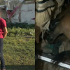 ВИДЕО - Живую лошадь перевозил в салоне легковушки серийный скотокрад на востоке Казахстана