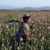 Талибан: «Орусия контрабанданы жок кылганга жардам бере алышы мүмкүн»