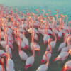 ВИДЕО - На озеро Караколь в Казахстане прилетела стая розовых фламинго