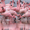ФОТО - В Туркменистан прилетели розовые фламинго