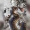 ВИДЕО - Өзбекстанда чоң жыланды өлтүрүп, жолго таштап кетишкен