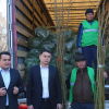 Ош шаарына Өзбекстандан 10 миң түп павловния көчөтү алып келинди