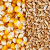 Мировые цены на пшеницу и кукурузу выросли почти на 20 процентов