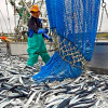 ВИДЕО - Китай - мировой лидер по общему вылову и выращиванию рыбы