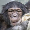 Шимпанзе сбежал из клетки и толкнул ребенка в зоопарке Алматы