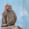 ВОЗ созывает чрезвычайную встречу экспертов для обсуждения вспышки оспы обезьян