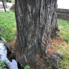 ФОТО - Бишкекчанин бьет тревогу —паразиты атакуют деревья