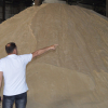 Производство сахара на «Каинды-Канте» возобновлено
