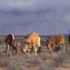 Пограничники КР пресекли попытку перегона 18 голов крупного рогата скота из Кыргызстана в Узбекистан