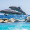 Жапонияда дельфиндер адамдарга кол салган учурлар өсүүдө