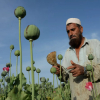 При талибах поток наркотиков из Афганистана в Центральную Азию вырос